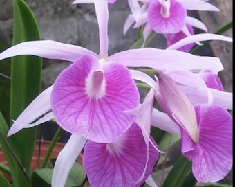 Bc. Morning Glory (B. Nods 'Susan Fuches' x C purpura 'C.H. SM/TOGA)