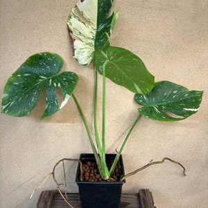 Monstera Thai Constellation / Variegated Monstera / Thai Con - Etsy