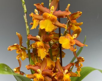 Oncidium Catatante 'Sunny Kalapana'! (ALL ORCHIDS require you to purchase 2 plants!)