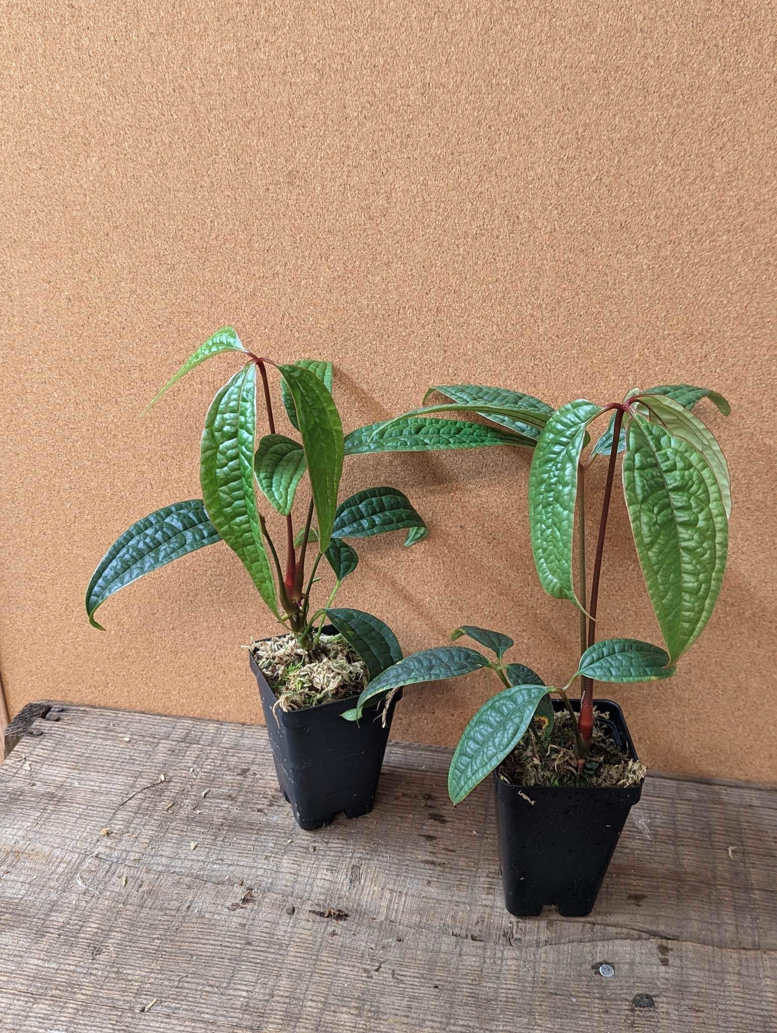 Anthurium Arisaemoides / RARE / Terrarium Climber - Etsy