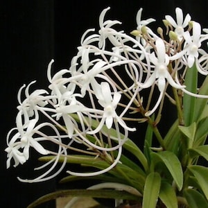 V. Falcata ‘White Flamingo’ AM/AOS x falcata ‘Tokunoshima’