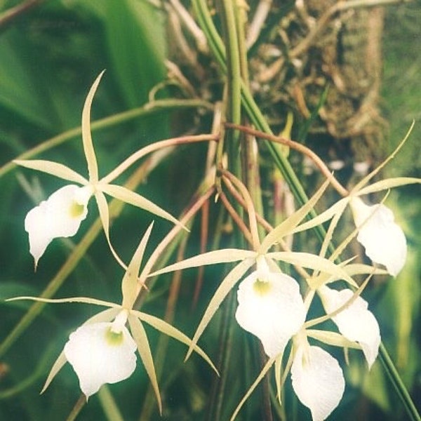 Brassavola flagellaris potted seedling Orchid Plants! (ALL ORCHIDS require you to purchase minimum 2 plants!)