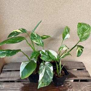 Monstera lechleriana variegated 3” pot (ALL PLANTS require you to purchase 2 plants!)