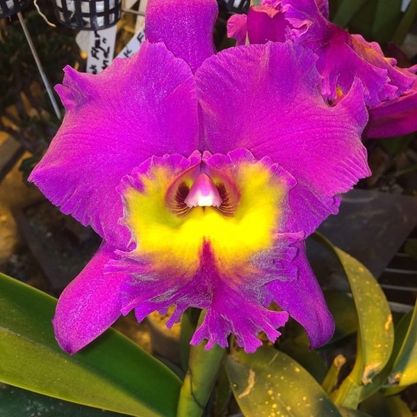 Rby. TLDC Divine Phoenix 'Pterodactyl' (ALL ORCHIDS require you to purchase minimum 2 plants!)