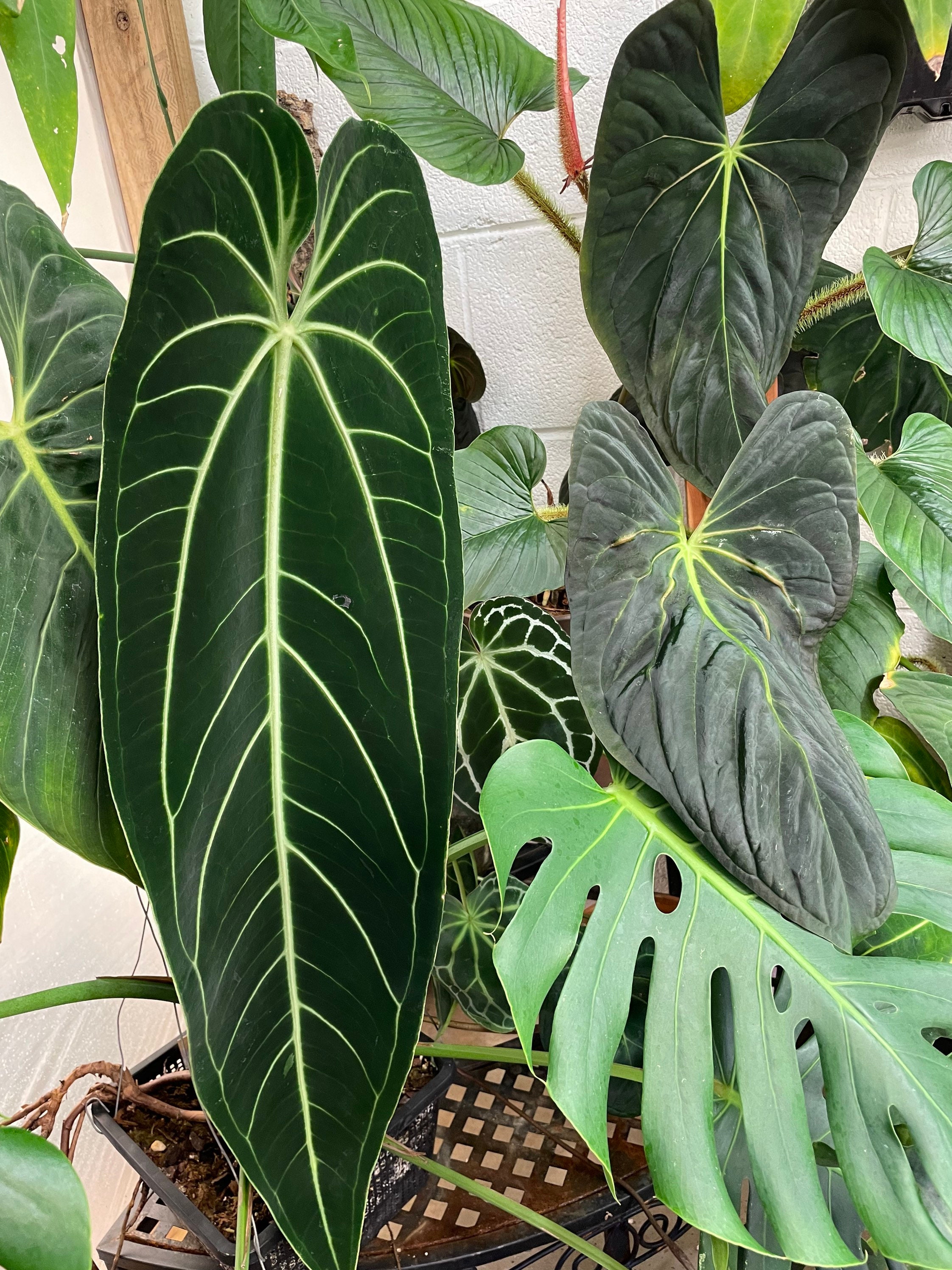 Anthurium Papillilaminum X Warocqueanum - Etsy