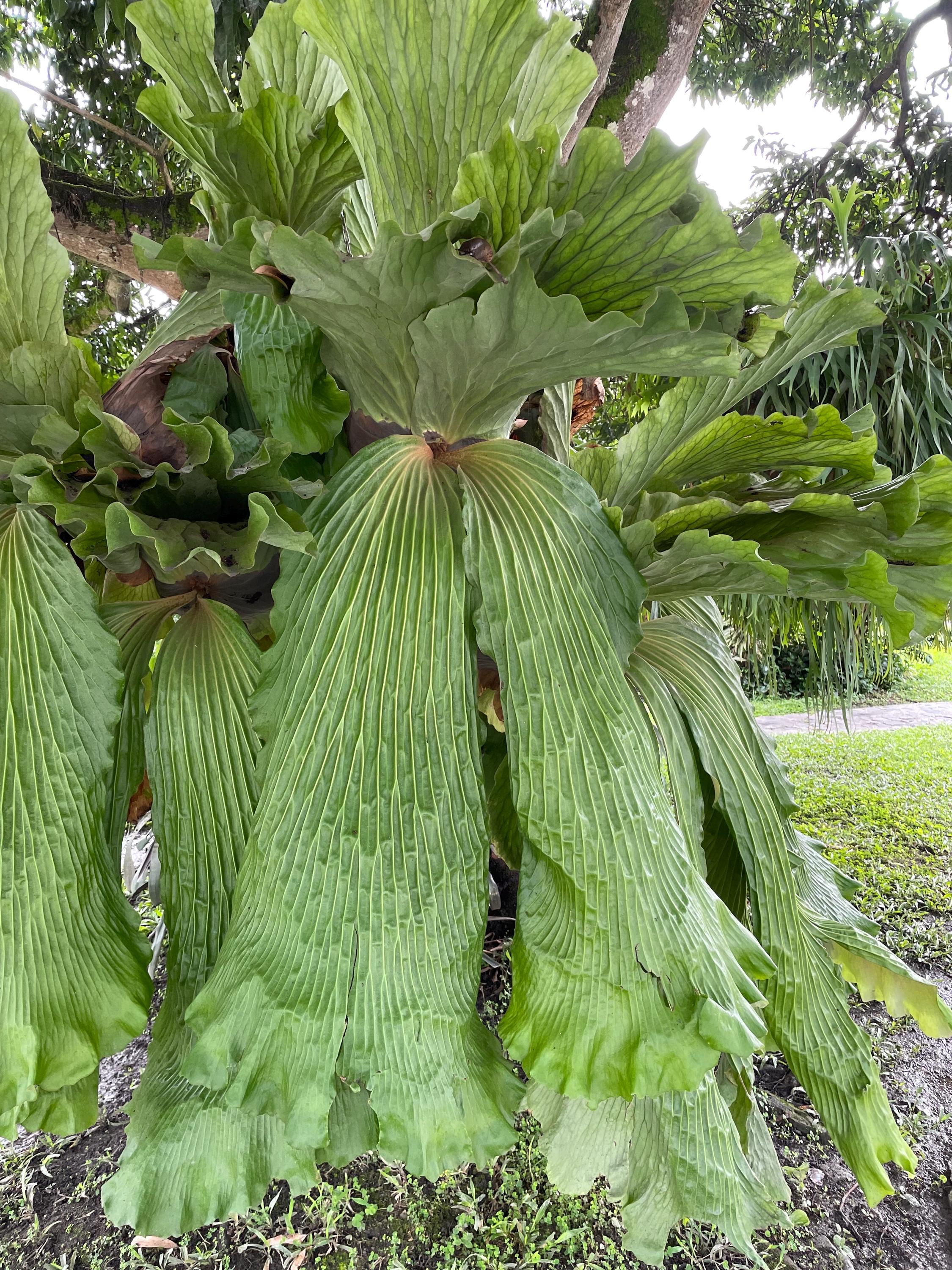 Platycerium Starter Plant - Etsy