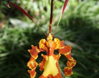 Psychopsis mendenhall Orchid Plants! (ALL ORCHIDS require you to purchase minimum 2 plants!)