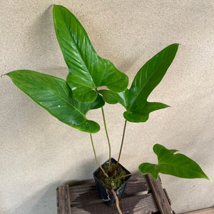 Anthurium Pedatum 2 Starter Plant ALL STARTER PLANTS require you to purchase 2 plants image 3