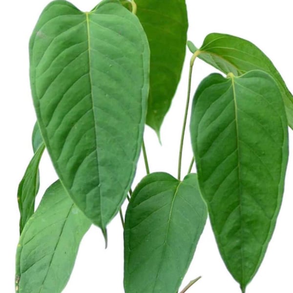 Anthurium veitchii ‘#2’ seedling Starter Plant! (ALL STARTER PLANTS require you to purchase 2 Plants!)