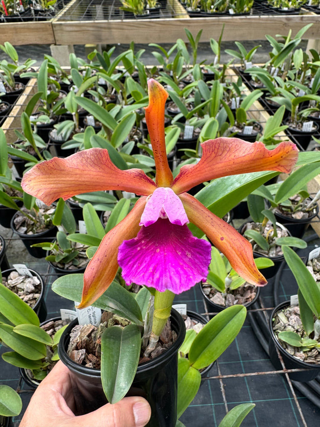 Cattleya Cruella PLUG ALL ORCHIDS Require You to Purchase Minimum 2