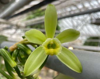 Vanilla Orchid / Vanilla planifolia Starter Plant! (ALL STARTER PLANTS require you to purchase 2 plants!)