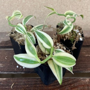 Variegated Vanilla Orchid / Vanilla planifolia variegated 2” Starter Plant! (ALL STARTER PLANTS require you to purchase 2 plants!)