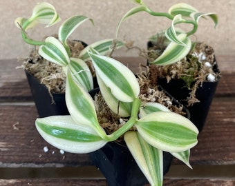 Variegated Vanilla Orchid / Vanilla planifolia variegated 2” Starter Plant! (ALL STARTER PLANTS require you to purchase 2 plants!)