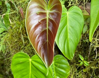 Philodendron Esmeraldense! (ALL STARTER PLANTS require you to purchase 2 plants!)