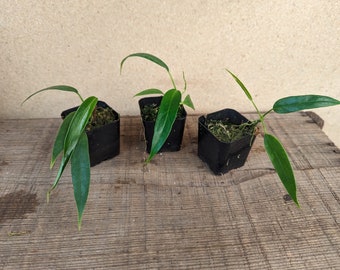 Anthurium clavigerum seedlings Starter Plant! (ALL STARTER PLANTS require you to purchase 2 Plants!)