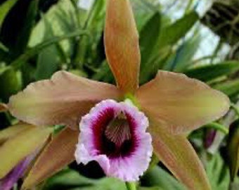 Cattleya glenarum (ALL ORCHIDS require you to purchase minimum 2 plants!)