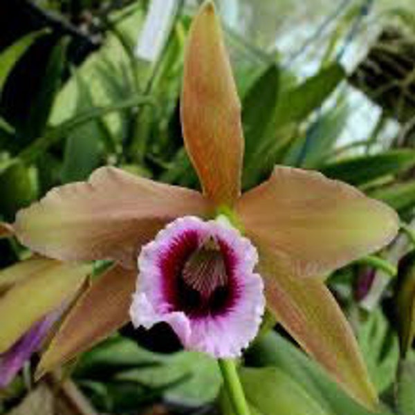 Cattleya glenarum (ALL ORCHIDS require you to purchase minimum 2 plants!)
