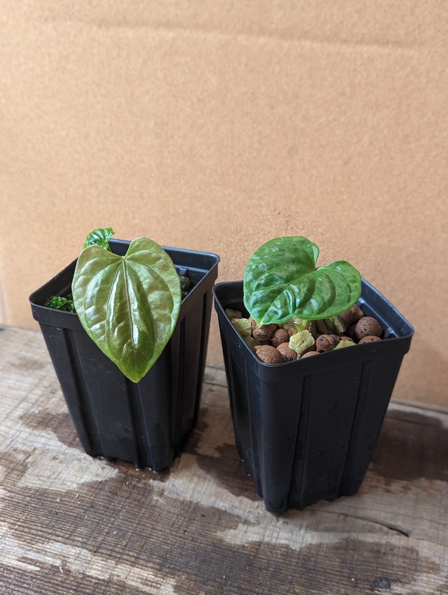 anthurium debilis アンスリウム デビリス