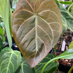 Anthurium magnificum 2” seedling Starter Plant! (ALL STARTER PLANTS require you to purchase 2 plants!)