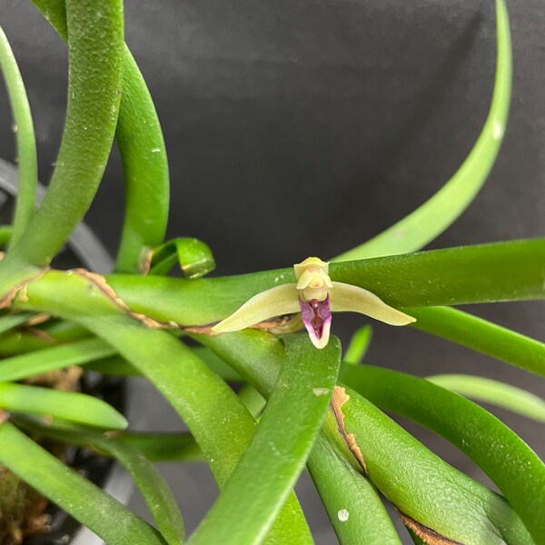 Heterotaxis equitans / Maxillaria equitans Orchid plant! (ALL ORCHIDS require you to purchase 2 plants!)