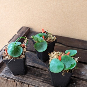 Dischidia imbricata / Shingling Hoya relative Starter Plant! (ALL STARTER PLANTS require you to purchase 2 Plants!)