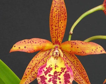 Bc. Rustic Spots 'H&R' Orchid Plants! (All ORCHIDS require you to purchase minimum 2 plants!)