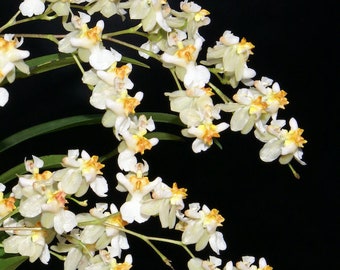 Oncidium Tsiku Marguerite (ALL ORCHIDS require you to purchase 2 plants!)