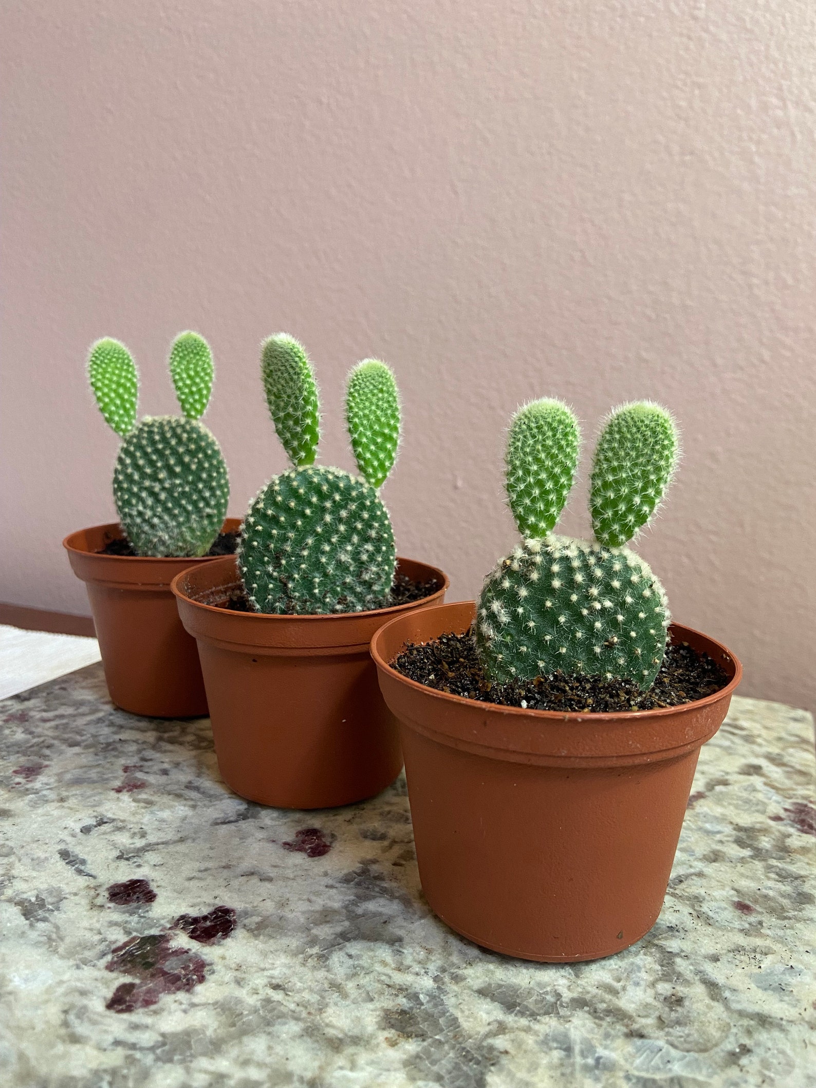 Mickey Ears Cactus Etsy