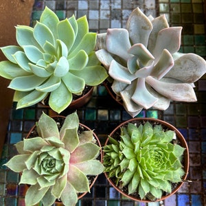 Succulents Variety 4 for 10 dollars