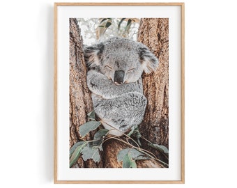 Lámina de koala durmiendo – Fotografía de fauna australiana, Arte mural de naturaleza