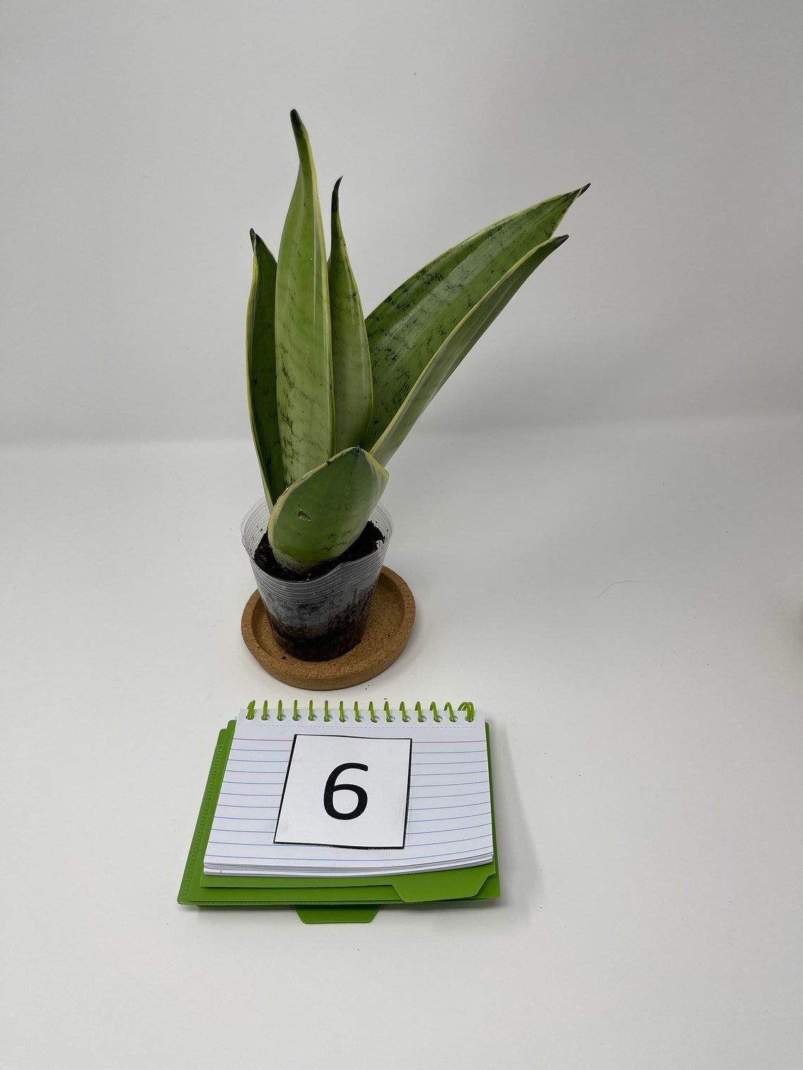 night owl sansevieria height night owl sansevieria height