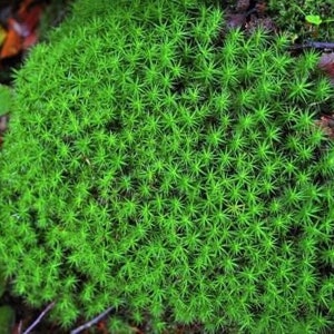 Living Star Moss Clump (Tortula Ruralis) ~ Terrarium & Fairy Garden Plant Decor