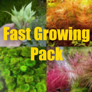 May include: A collage of four different types of fast-growing aquarium plants. The plants are green, red, orange, and yellow. The text "Fast Growing Pack" is in the center of the image.