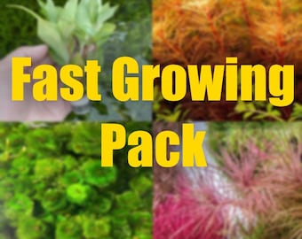 May include: A collage of four different types of fast-growing aquarium plants. The plants are green, red, orange, and yellow. The text "Fast Growing Pack" is in the center of the image.