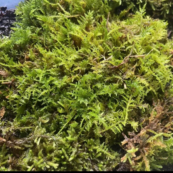 Living Fern Moss Clump (Thuidium delicatulum) ~ Terrarium & Fairy Garden Plant Decor easy Moss