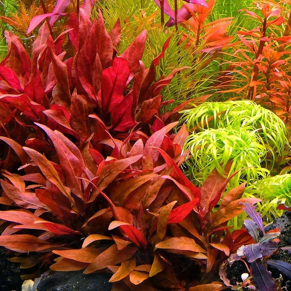 Red Aquarium Plants Etsy