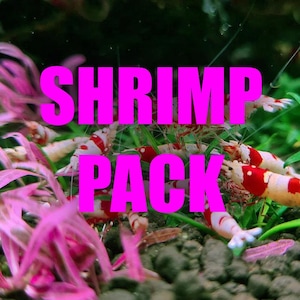 Shrimp Aquarium Plant package! Fresh plants for your shrimp species! All organically grown no pesticides. Perfect for Neocaridina Caridina