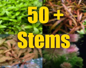 50 Stem Aquarium plant package. Filled with variety! All fresh trimmed to order aquarium plants.
