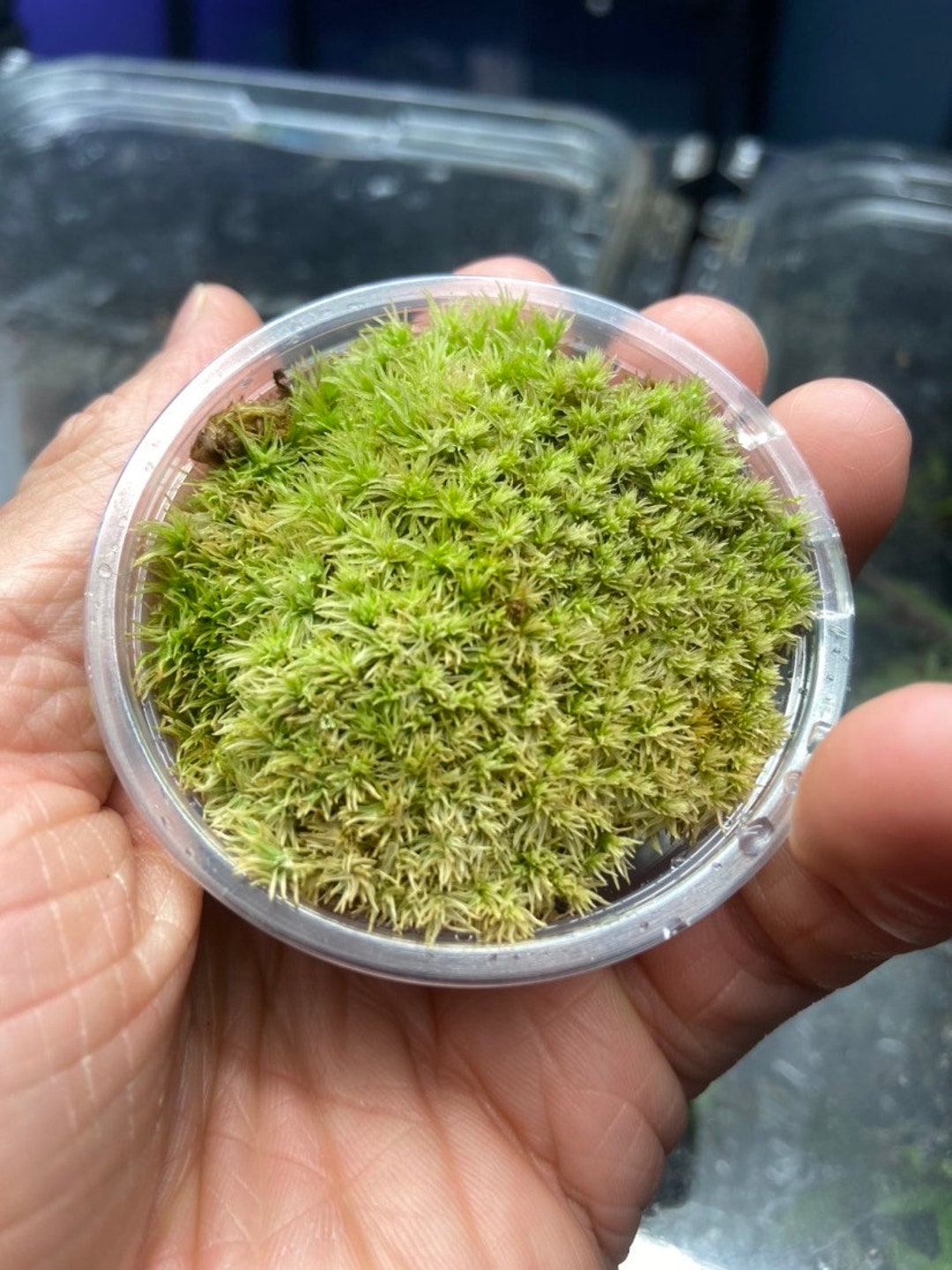 Cul Portion Cushion Moss pincushion Moss Terrarium & Etsy