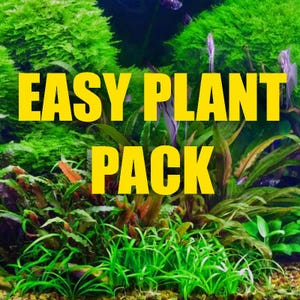 May include: A close-up of a planted aquarium tank with the text "EASY PLANT PACK" in yellow letters. The tank is filled with various green plants, including moss, java fern, and anubias.