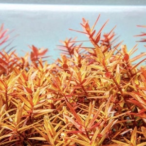 Rotala Orange Juice Fast growing tall Stem Plant 8+ Stems Easy Hardy aquatic