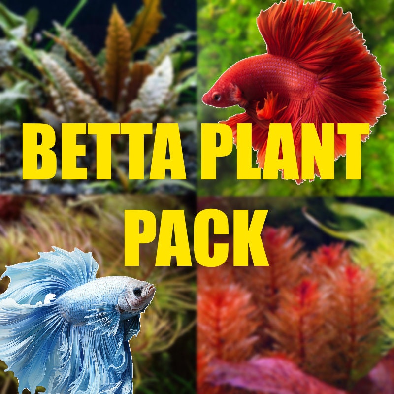 Betta Aquarium Plant Package! Plants for Bettas! Betta Fish! Filled With  Healthy Organic USA Grown Aquatic Plants - Etsy