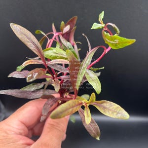 May include: An aquatic plant with slender, pointed leaves in shades of deep burgundy, reddish-purple, and vibrant green. The stems are thin and reddish, branching out with multiple leaves. The text Oliver's Aquatics is visible on the leaves.