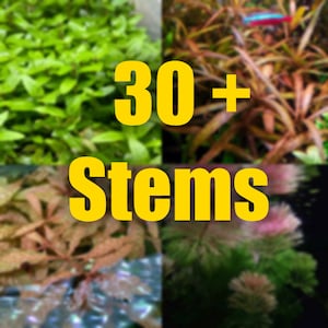 May include: A collage of four images showing different types of aquatic plants. The images are arranged in a grid pattern. The text "30+ Stems" is superimposed over the images.