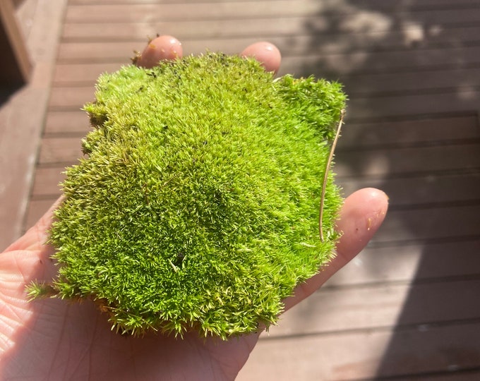 Cushion Moss pincushion Moss Terrarium & Fairy Garden Etsy