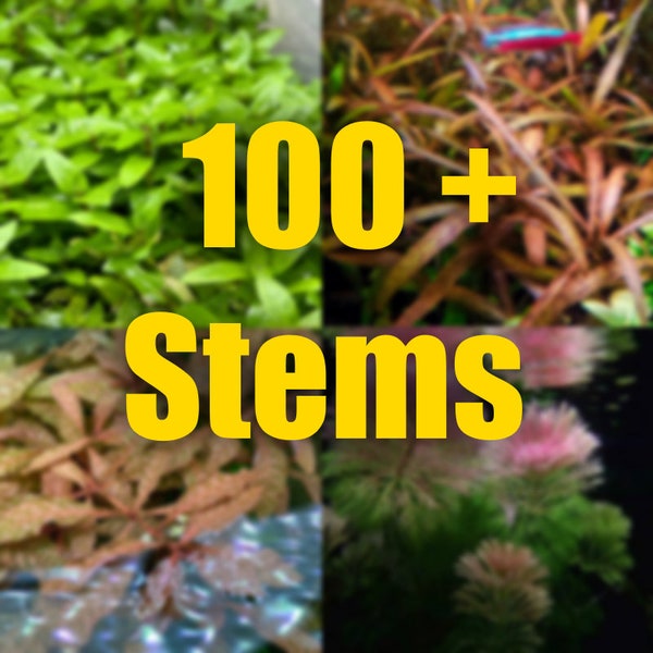 100 Stems! Aquarium plant package! Assorted Variety! All hand picked!