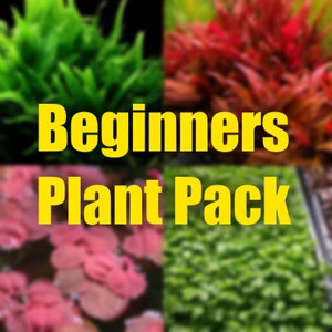 May include: A collage of four different types of aquarium plants, with the text "Beginners Plant Pack" in yellow letters.