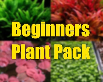 May include: A collage of four different types of aquarium plants, with the text "Beginners Plant Pack" in yellow letters.
