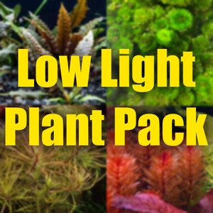 May include: A collage of four images showing different types of low light aquarium plants. The text "Low Light Plant Pack" is in the center of the image.