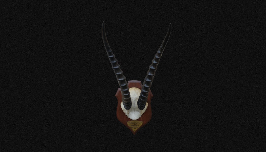 Crâne de Gazelle à Front Roux. Massacre Antilope. , Cornes Gazelle. Afrique. Antilope, Crâne Cornes.